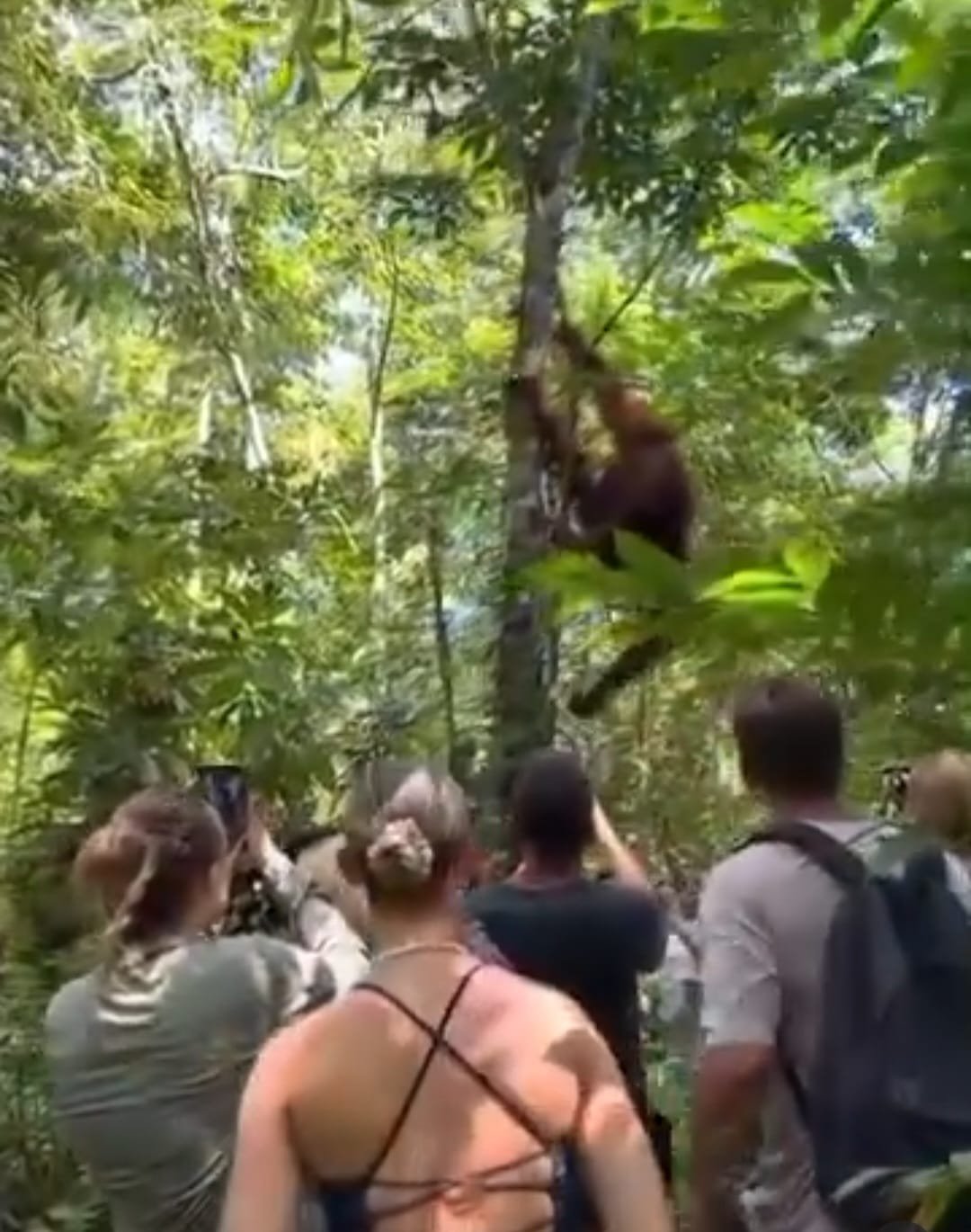 Orangutan and jungle encounter in Sumatera